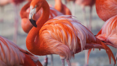 Ảnh Chim Hồng Hạc cực đẹp