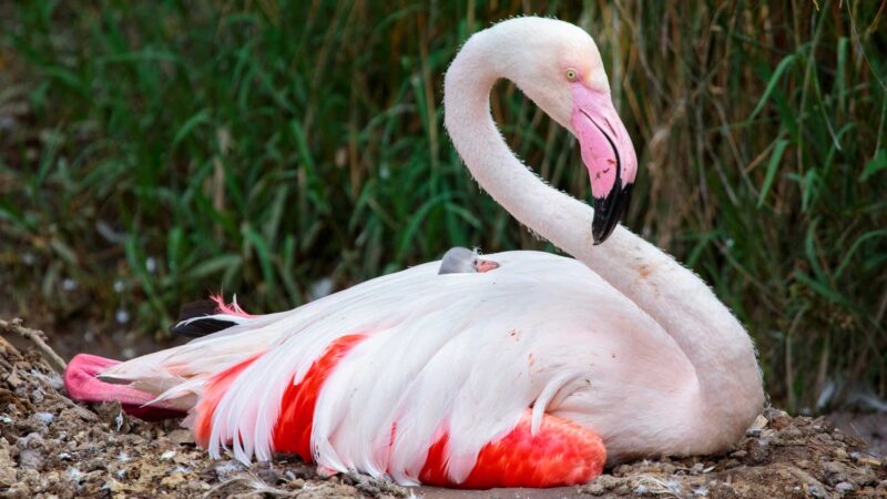 Ảnh chim hồng hạc đang nằm với bộ lông màu nhạt đẹp