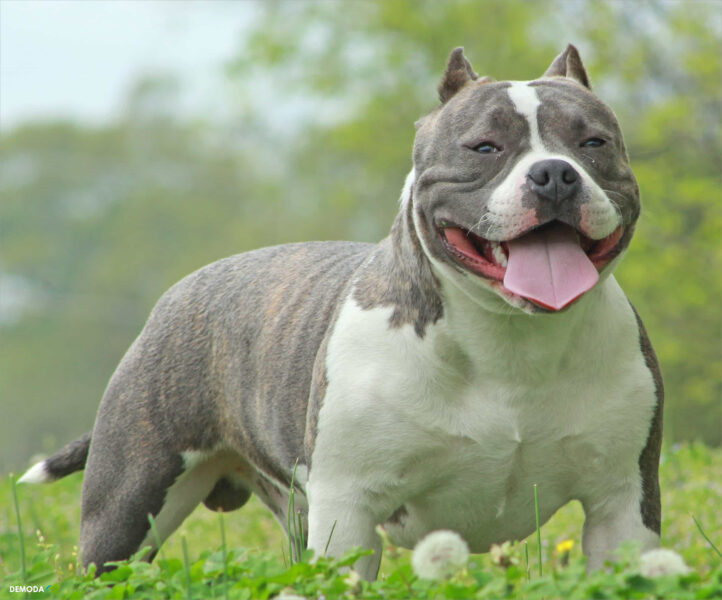 Ảnh chó Bully