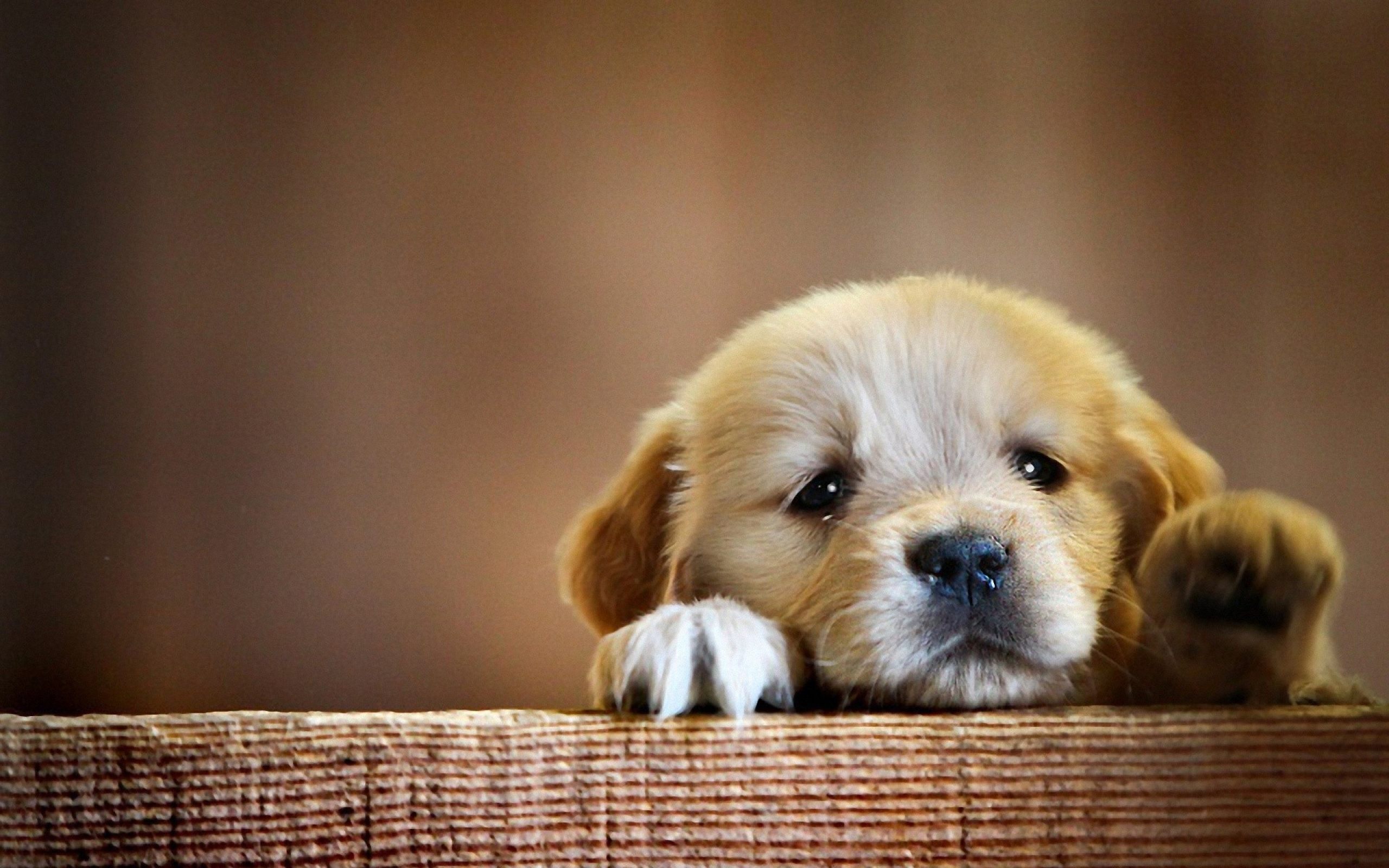 Ảnh cún con siêu cute, hình ảnh chó con ngộ nghĩnh, dễ thương, đáng yêu nhất