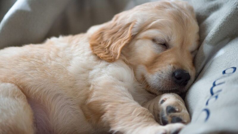 Ảnh Chó Cute ngủ