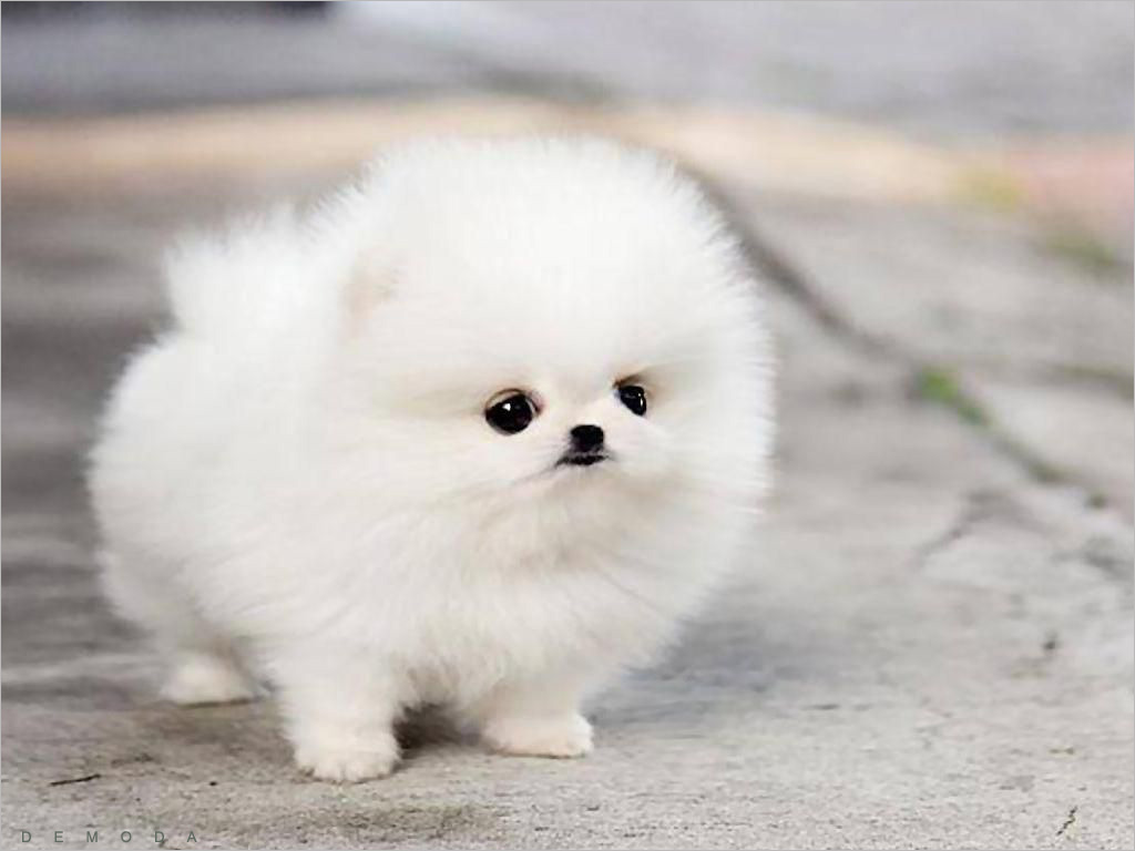 Chó Cute Chibi: Nếu bạn là một fan của chó và đáng yêu theo phong cách Chibi, hãy xem ngay bộ sưu tập ảnh chó cute này. Với nụ cười và tính cách đáng yêu, chúng sẽ đem lại cho bạn nhiều niềm vui và hạnh phúc.