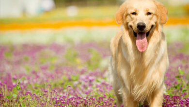 Ảnh chó Golden đẹp