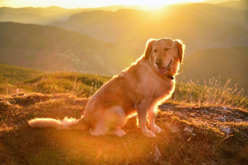 200+ ảnh mặt cười: Đẹp - Độc - Dễ thương hết nấc - BlogAnChoi | Cute dogs  and puppies, Dogs golden retriever, Cute dog pictures
