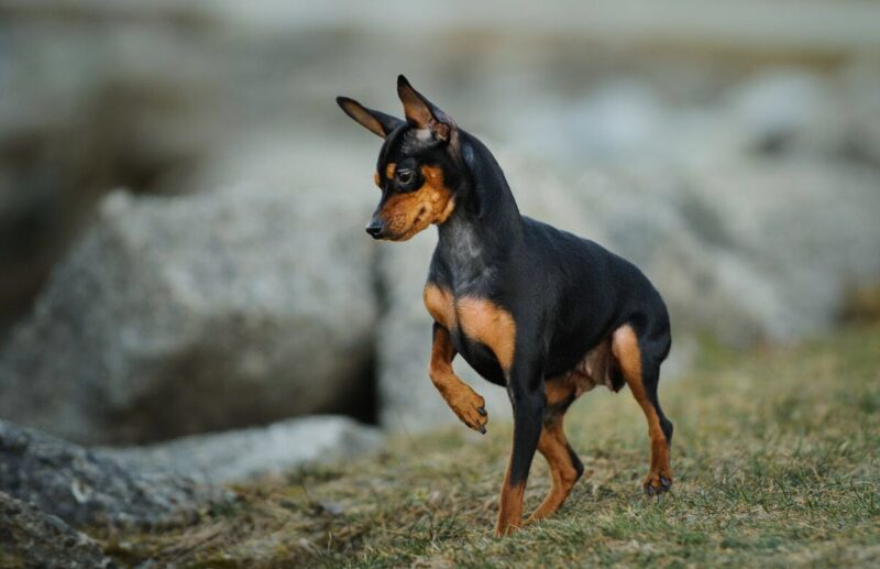 Ảnh chó phốc co một chân cực đẹp