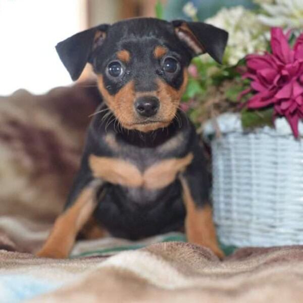 Ảnh chó phốc cực đẹp bên giỏ hoa