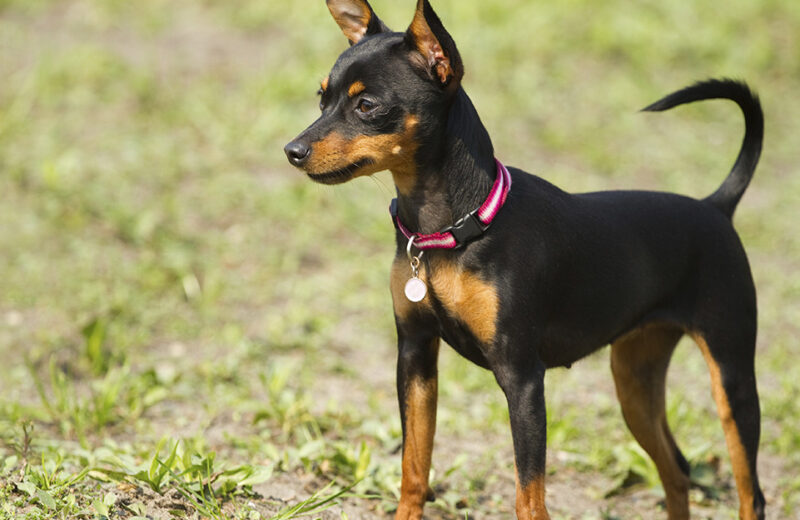 Ảnh chó phốc cực đẹp dưới ánh mặt trời