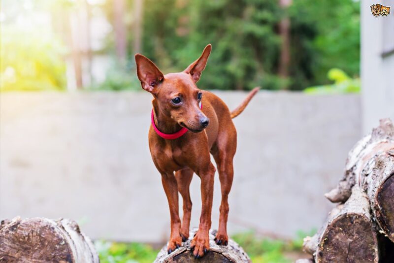 Ảnh chó phốc đang đứng