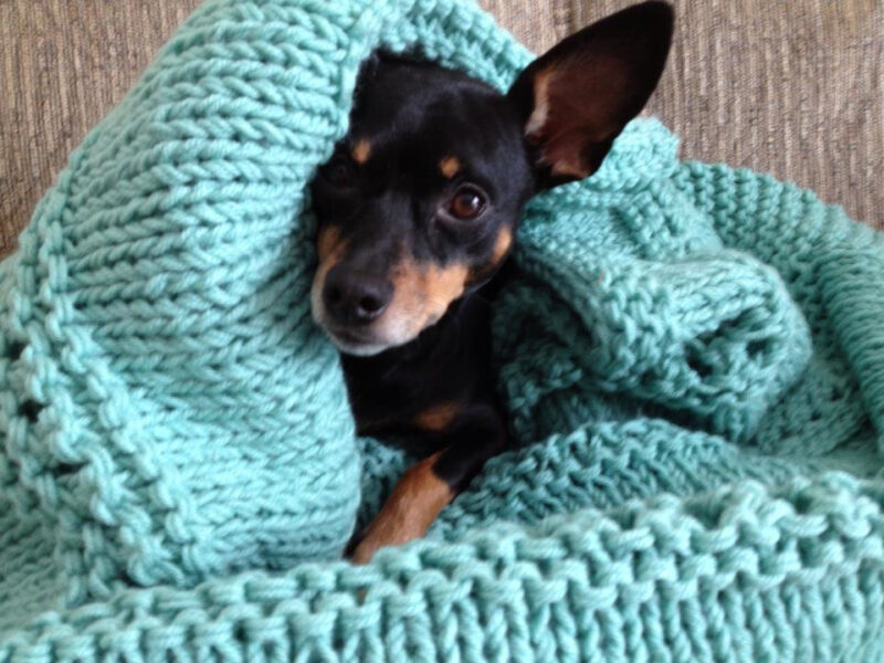 Ảnh chó phốc đăng nằm trong chiếc khăn len