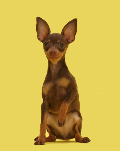 Ảnh chó phốc đang ngồi cực đẹp