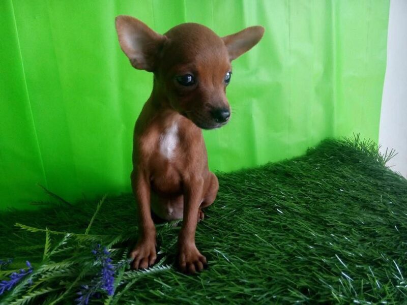 Ảnh chó phốc đáng yêu