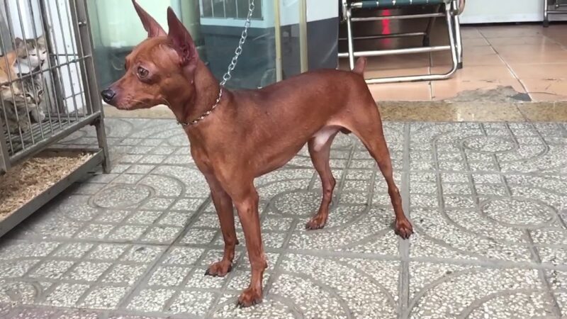 Ảnh chó phốc đáng yêu tại nhà