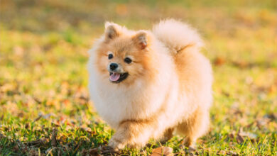 Ảnh chó Phốc đẹp