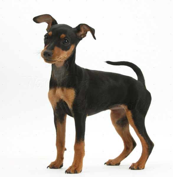 Ảnh chó phốc được chụp cực đẹp