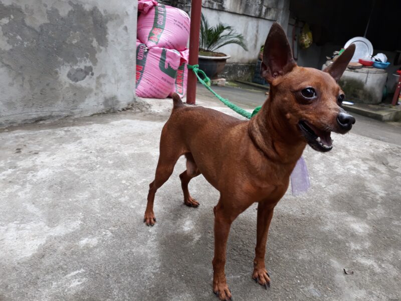 Ảnh chó phốc giữ nhà cực giỏi