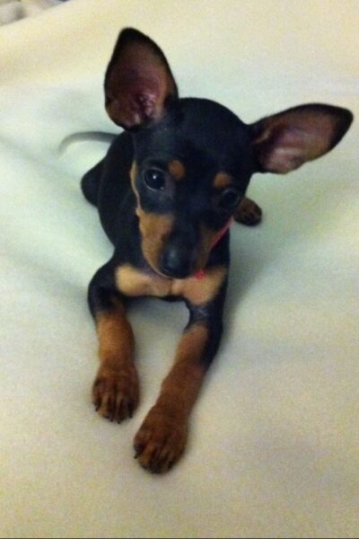 Ảnh chó phốc hươu con