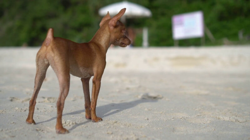 Ảnh chó phốc lông vàng trên bờ cát