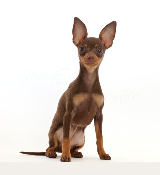 Ảnh chó phốc mini