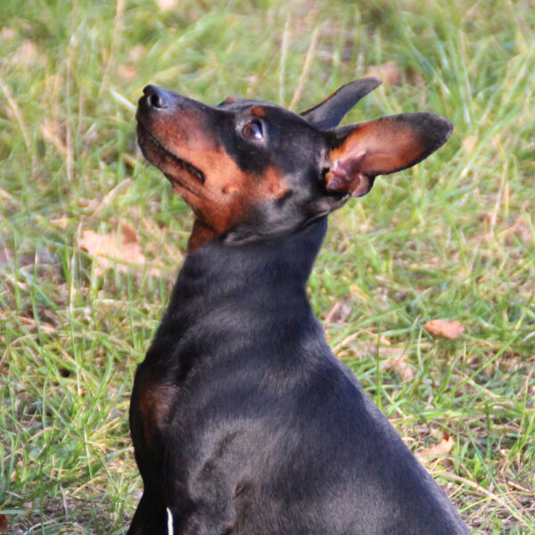 Ảnh chó phốc ngẩn mặt cực ngầu