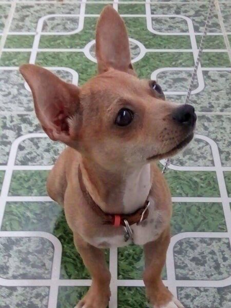 Ảnh chó phốc ở nhà