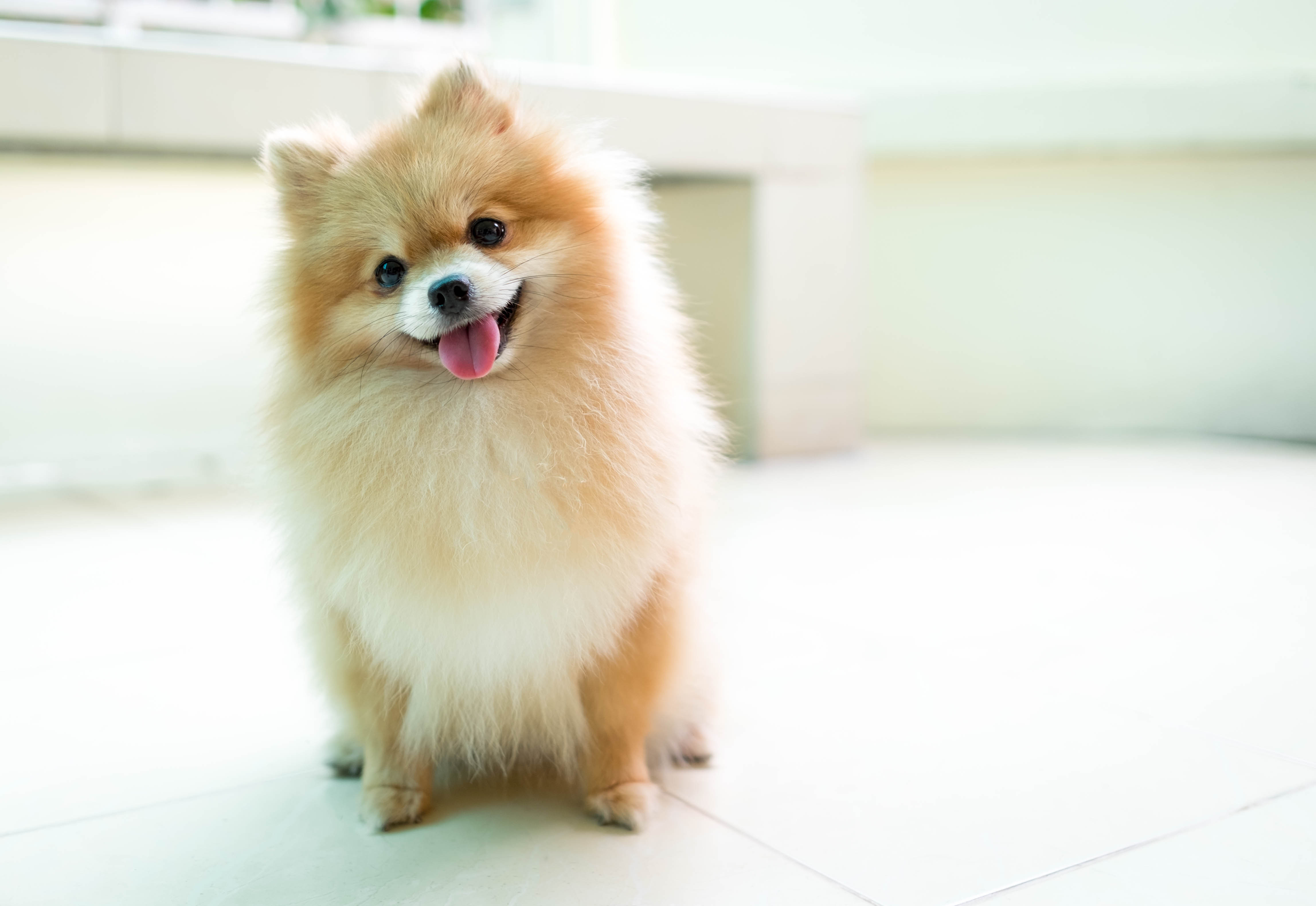 Hình ảnh chó Phốc Sóc mini cute  hình nền chó Pom con đẹp