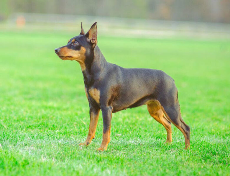 Ảnh chó phốc trên bãi cỏ