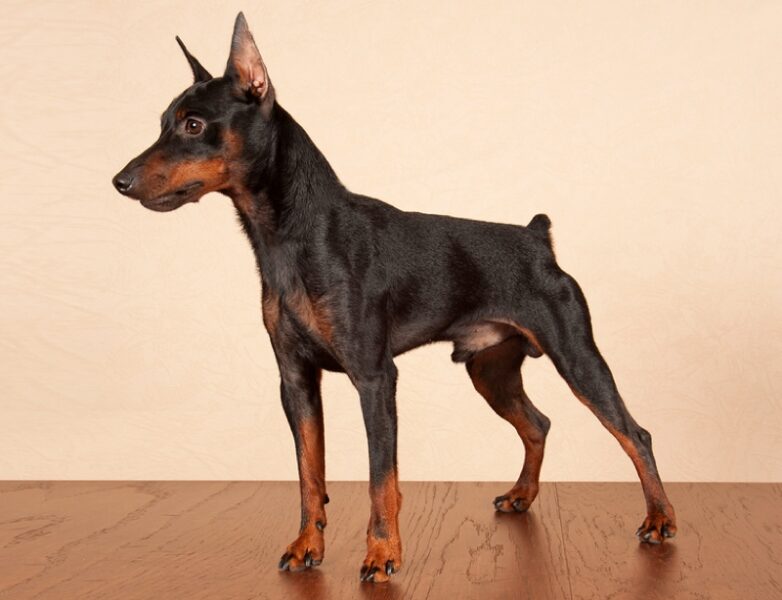 Ảnh chó phốc trong nhà