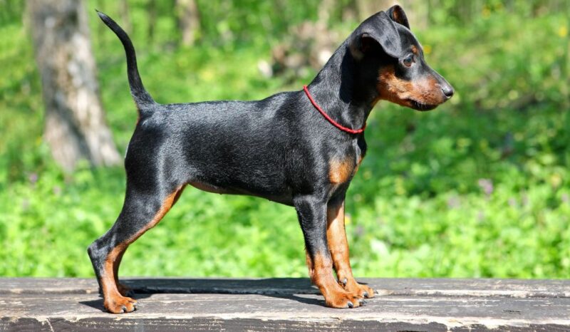 Ảnh chó phốc với bộ lông đen ánh nắng đẹp