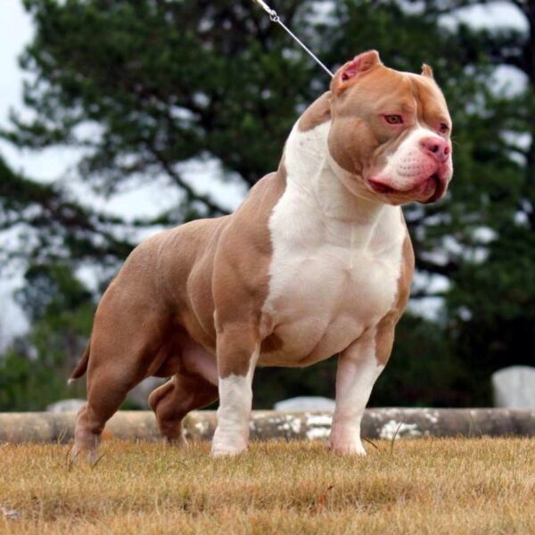 Ảnh chó pitbull cơ bắp