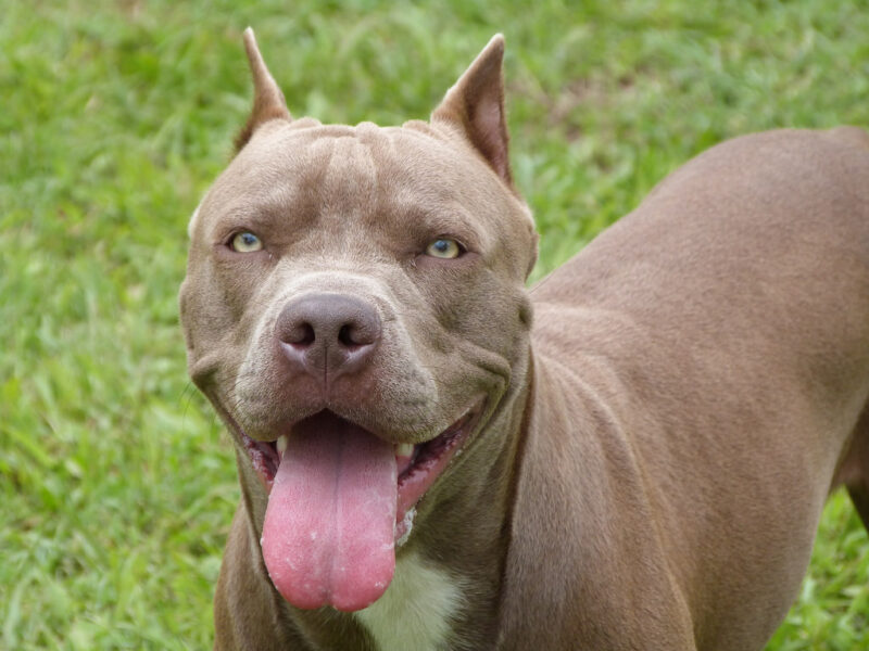 Ảnh chó pitbull lè luỡi vui vể