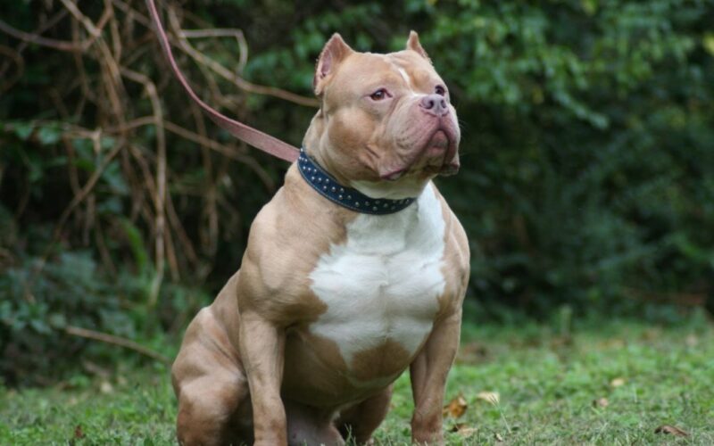Ảnh chó pitbull ngồi vạm vỡ