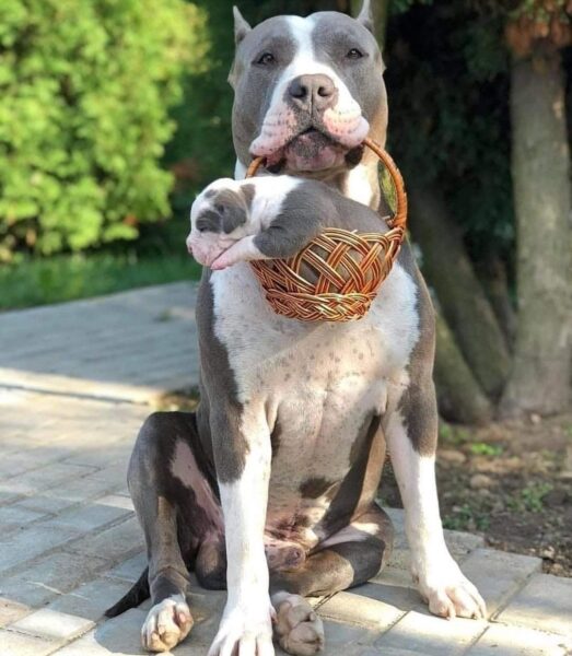 Ảnh chú chó pitbull mẹ và con