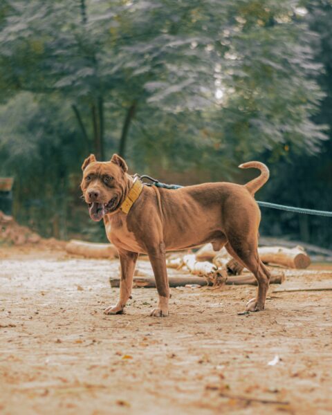 Ảnh chú chó pitbull trưởng thành