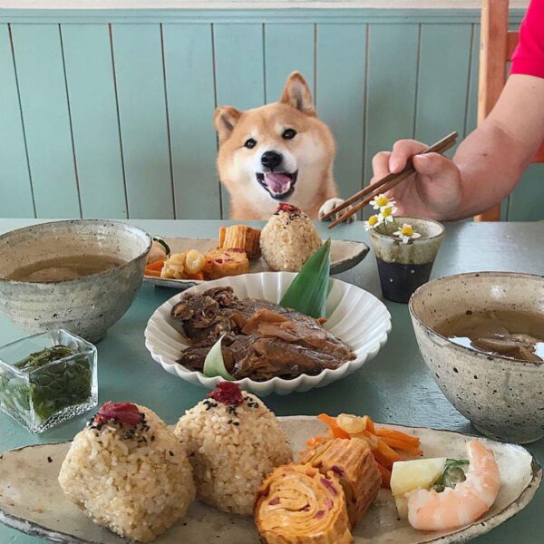 ảnh chú chó shiba được ăn những món ngon