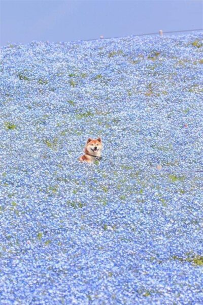 ảnh chú chó Shiba giữa cánh đồng hoa rộng lớn