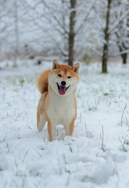 ảnh chú chó Shiba thích thú trong rừng đầy tuyết