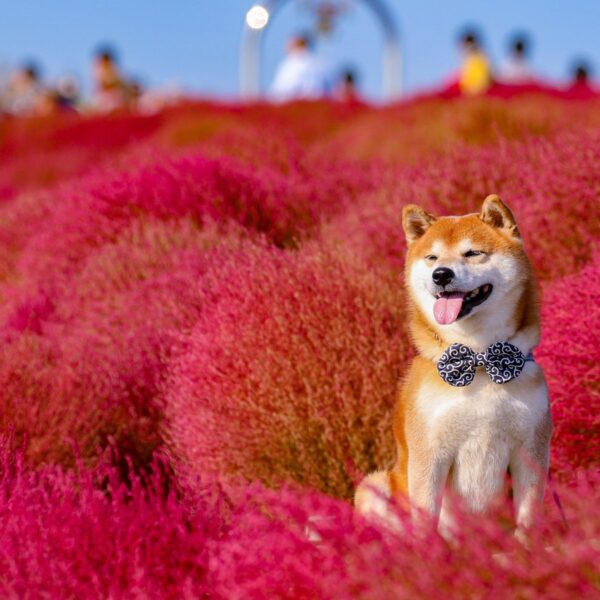 ảnh chú chó Shiba yêu hoa cỏ