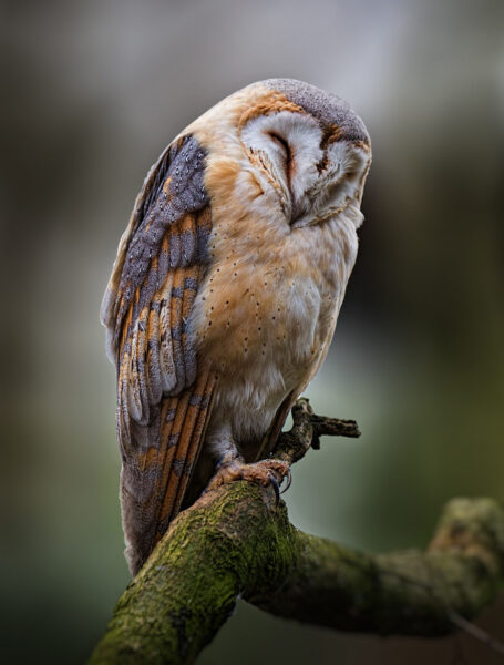 Ảnh con chim cú mèo ngủ