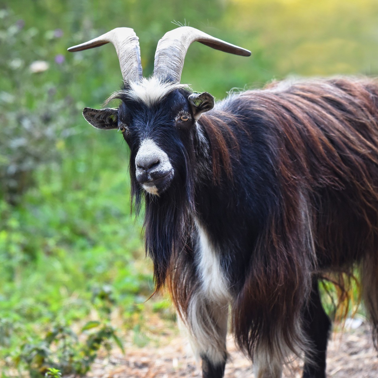 Hình Nền Dê Cảnh Tải Về Miễn Phí Hình ảnh animal dê cừu Sáng Tạo Từ  Lovepik