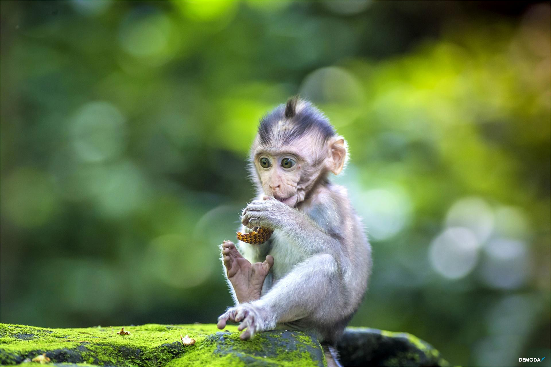 Top 200 ảnh con khỉ dễ thương được download nhiều nhất