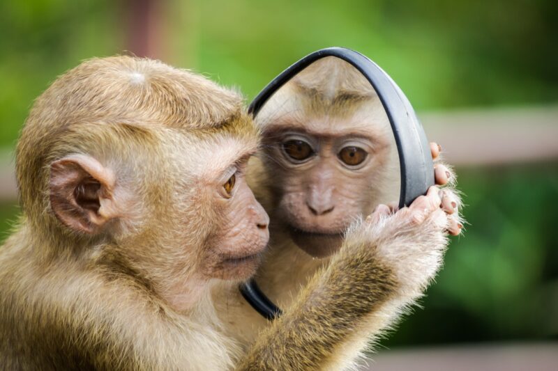 Những hình ảnh con khỉ đẹp nhất