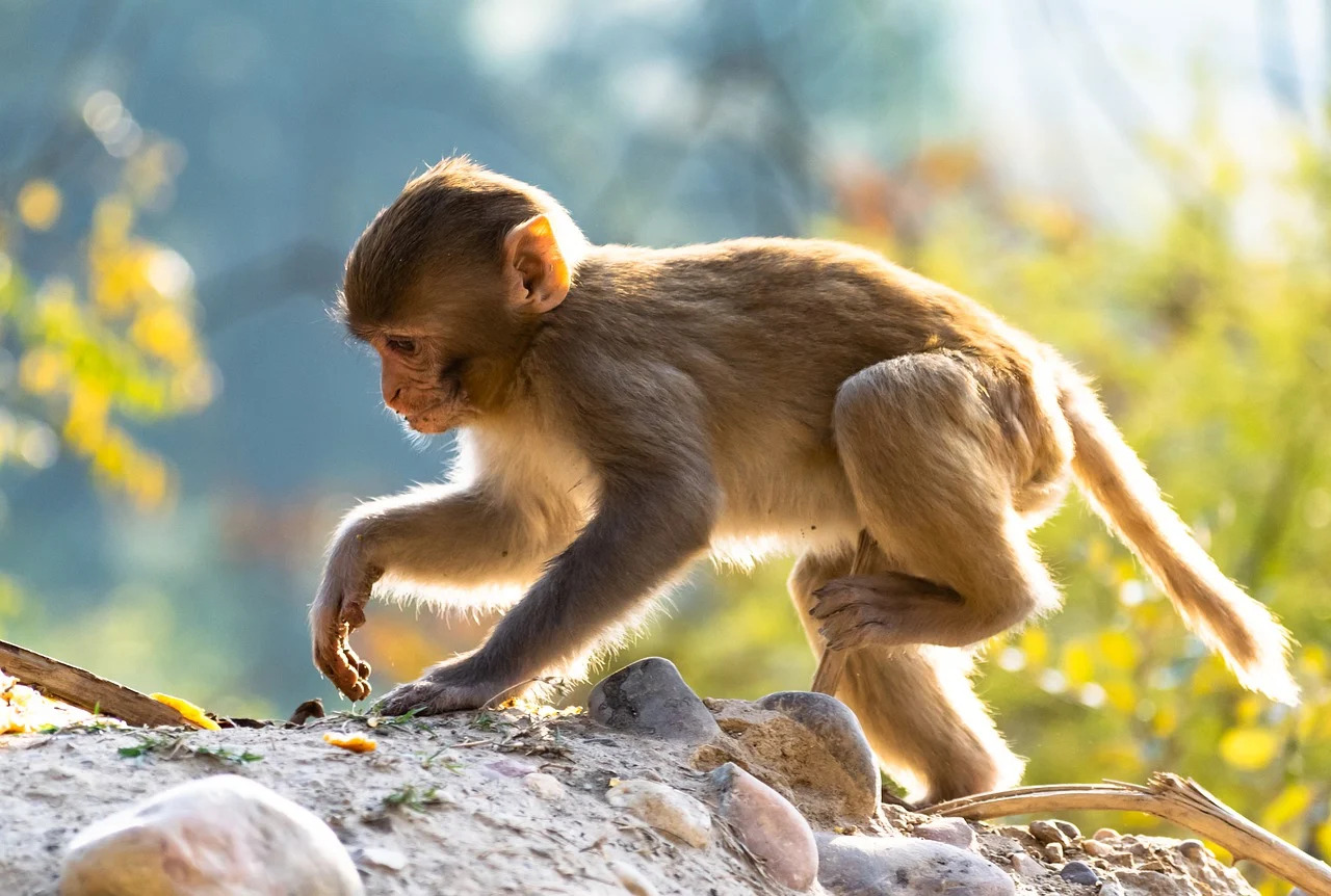 50 Hình Ảnh Con Khỉ Đẹp Nhất Thế Giới Cute Đáng Yêu Ngộ Nghĩnh