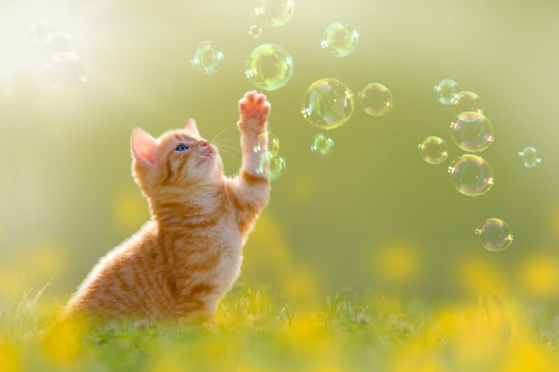 Ảnh con mèo đang vui đùa với bong bóng