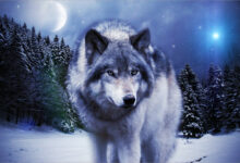 Das schönste Wolfsfoto