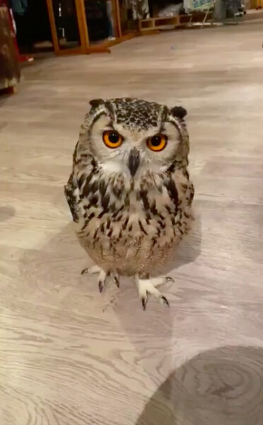 Ảnh cú mèo dễ thương