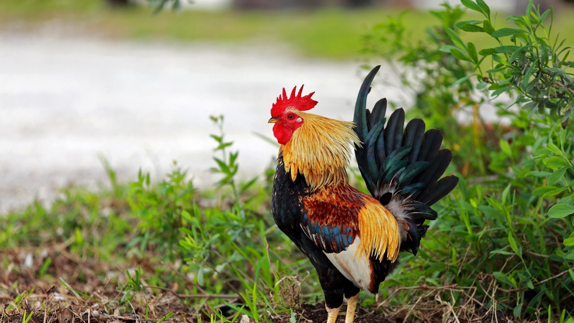 Khám phá với hơn 103 hình nền con gà tuyệt vời nhất  thdonghoadian