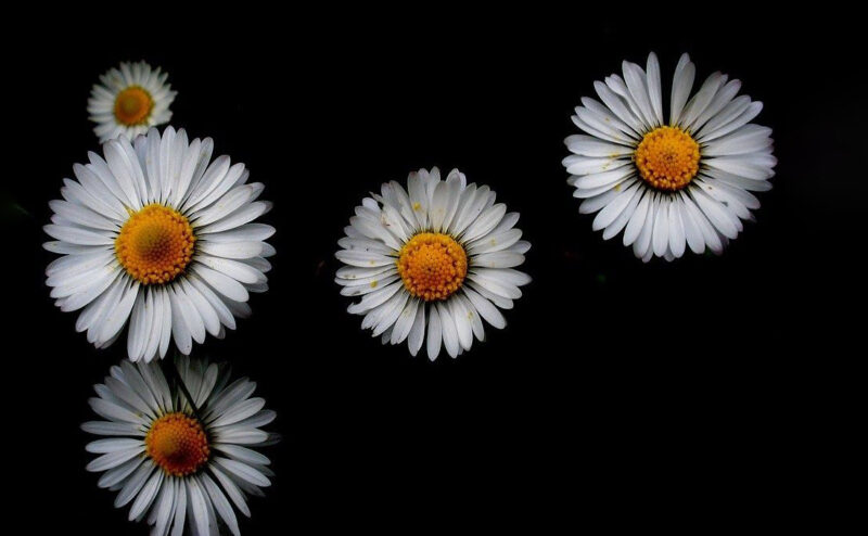 Ảnh hoa cúc trắng nền đen 5 bông