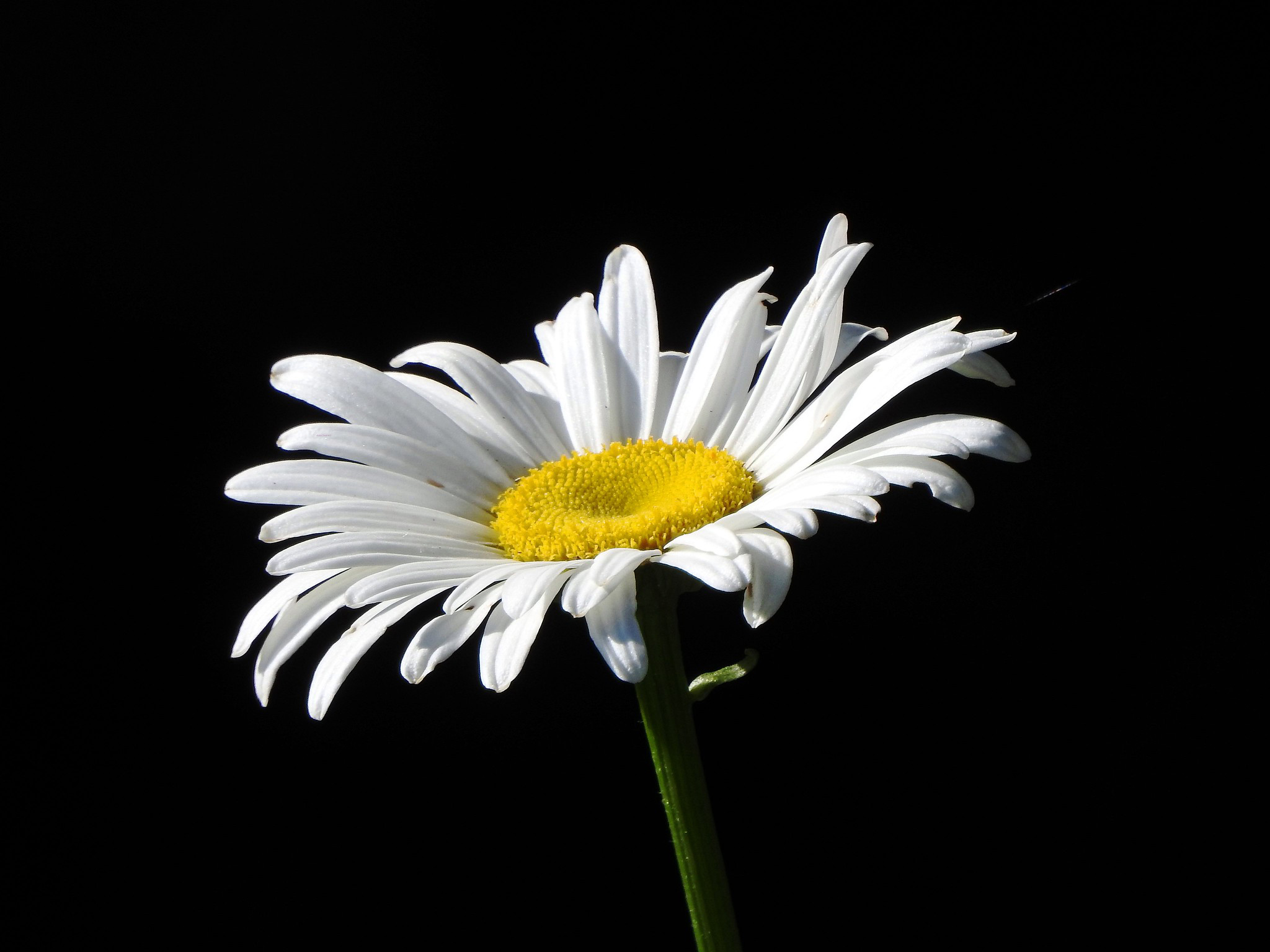 Hình nền Hoa Cúc Trắng Với Những Giọt Nước Trên Nền đen, Một Bông Hoa Cúc  Trắng Với Một Giọt Nước Hiện Ra Từ Bóng Tối, ảnh Chụp ảnh Hd Background  Vector