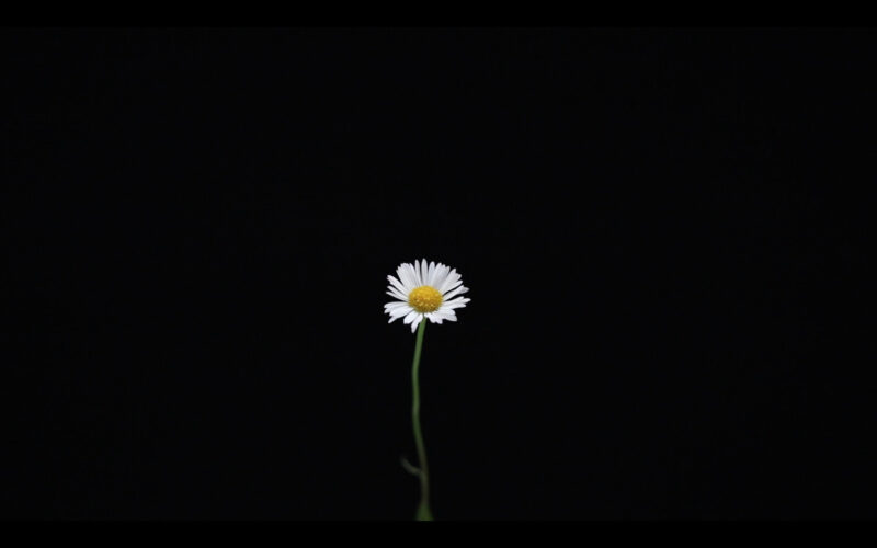 Hãy ngắm nhìn hoa cúc trắng nền đen trong hình ảnh này với sự tương phản tuyệt đẹp. Với nền đen như đêm tối, hoa cúc trắng trông rực rỡ và nổi bật hơn bao giờ hết.