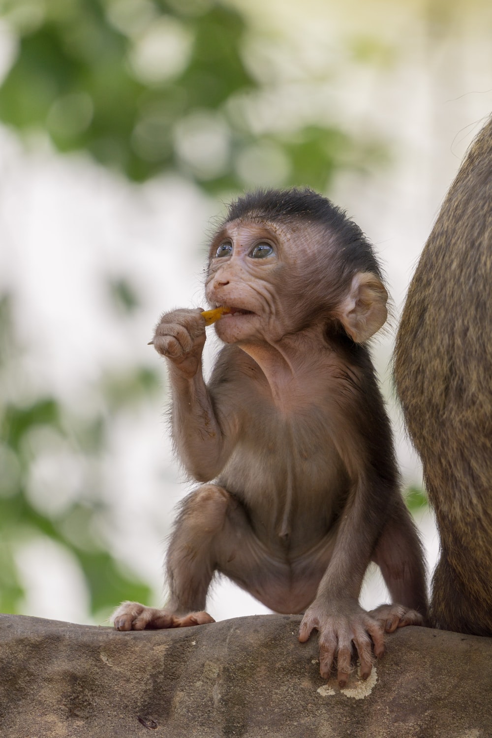 Con khỉ đáng yêu, cute và ngộ nghĩnh luôn mang đến cho chúng ta niềm vui và sự tươi trẻ. Những hình ảnh này không chỉ khiến bạn cười lăn lộn mà còn khiến trái tim bạn ngập tràn yêu thương và sự tình cảm. Hãy cùng hòa mình vào những khoảnh khắc đáng yêu này nhé!